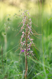 Bocksriemenzunge_015A6223