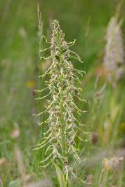 Bocksriemenzunge_015A9661