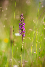 Grosse-Haendelwurz-Gymnadenia-conopsea_015A6359
