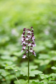 Purpur-Knabenkraut_015A2363