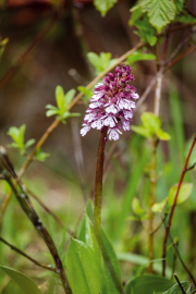 Purpur-Knabenkraut_015A8112