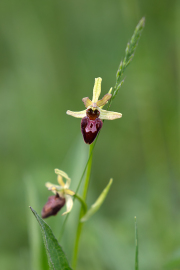 Spinnenragwurz_015A9638