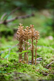 Vogel-Nestwurz_015A2519