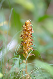 Vogel-Nestwurz_015A6263