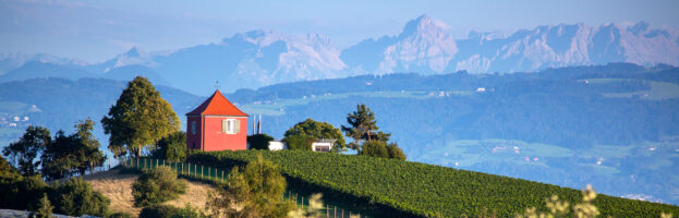 Wellen, Wein und Obst